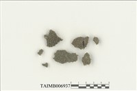 藏品(本小鳳尾苔)的圖片